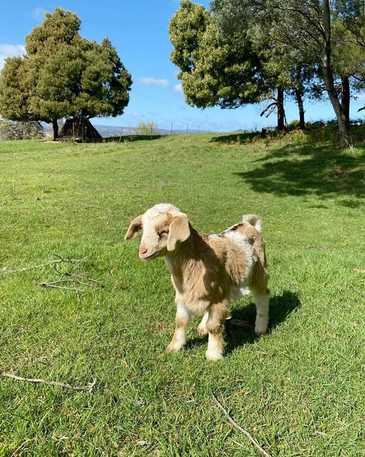 Miraria : des soins au lait de chèvre pour une peau naturellement équilibrée